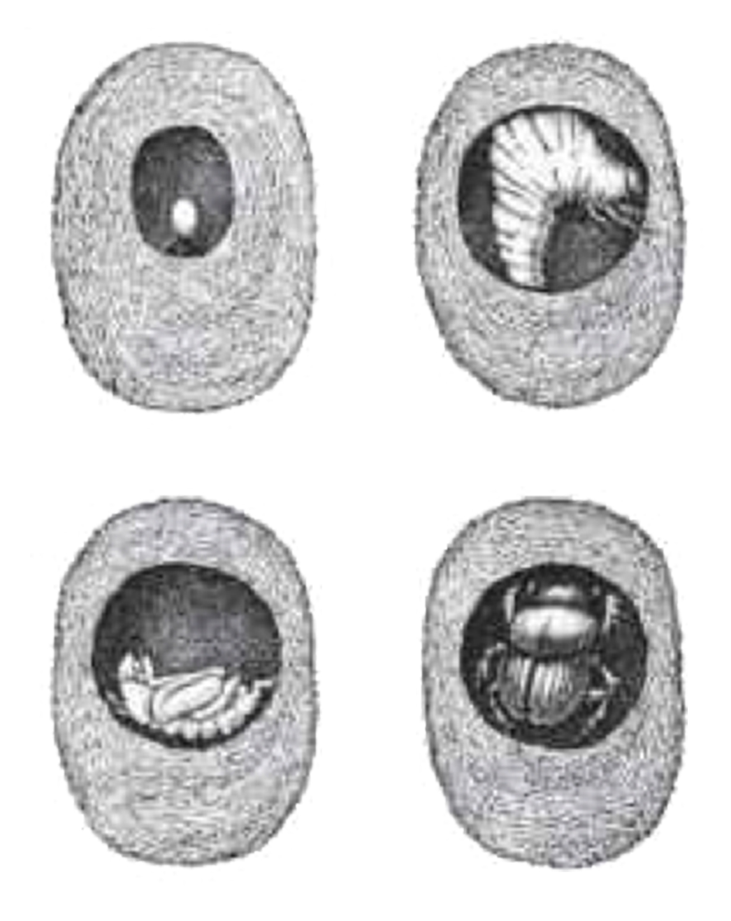 Figure showing beetle development