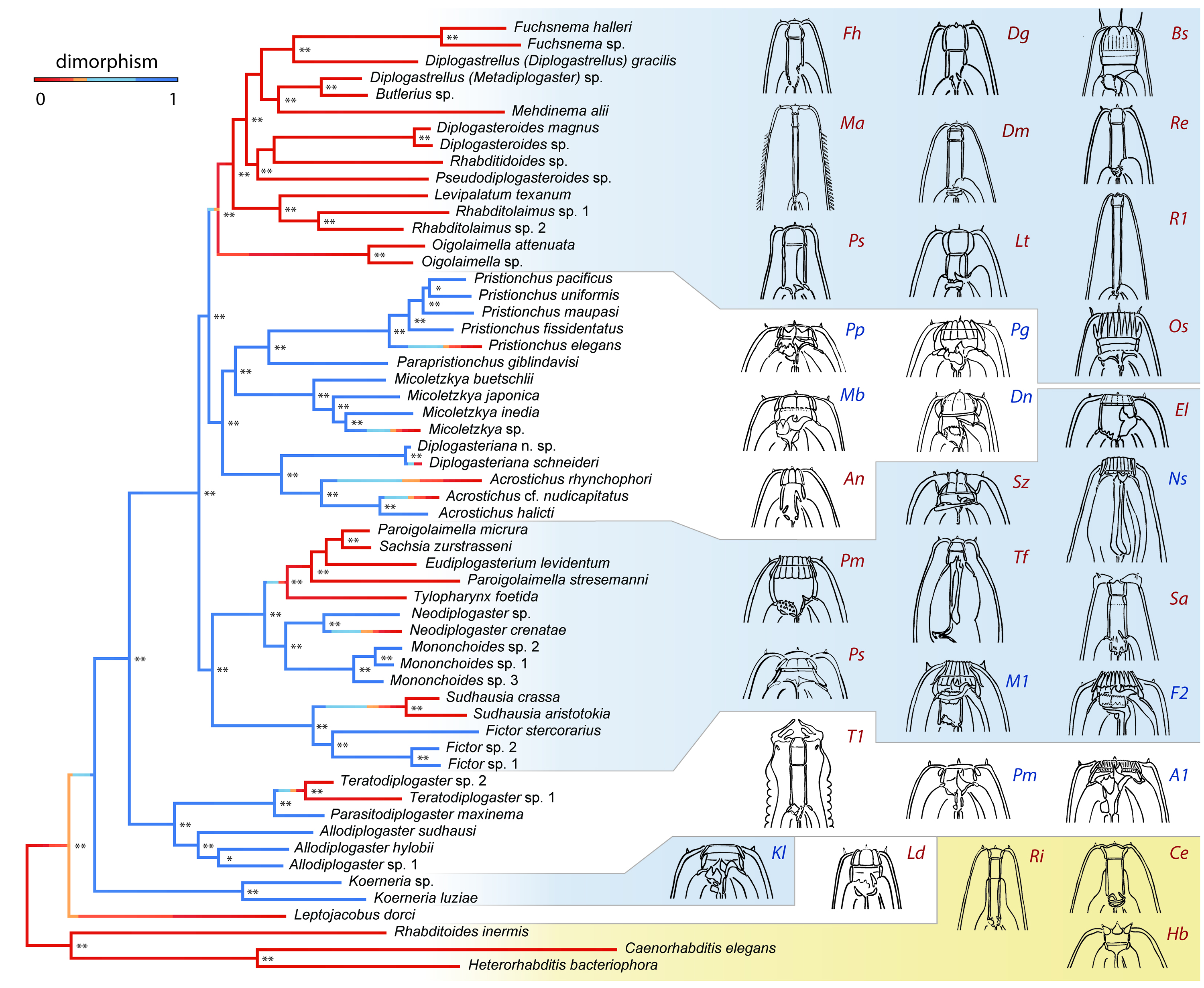 Phylogeny of Diplogastridae
